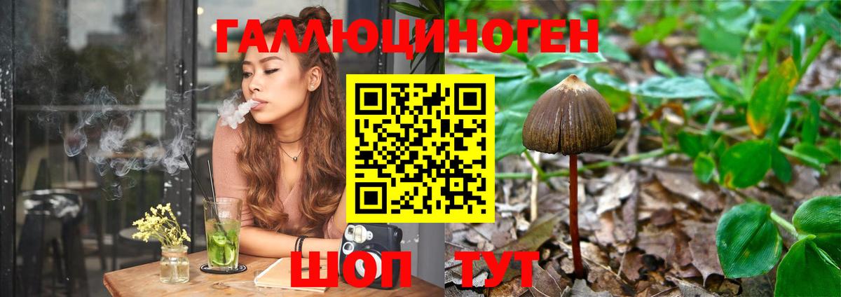Псилоцибиновые грибы Psilocybine cubensis Лесосибирск